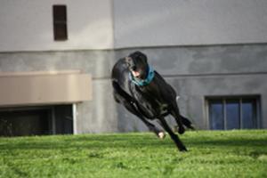 1A-Hundetraining Bewegung