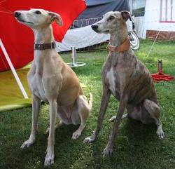 1a-Hundetraining Disziplin