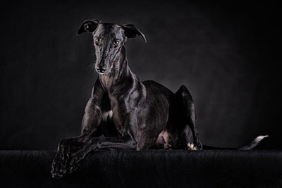 1A-Hundetraining Rani Galgo