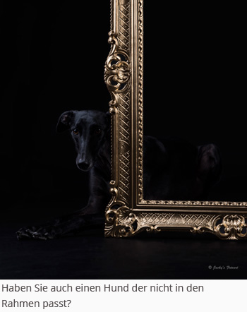 1a hundetraining